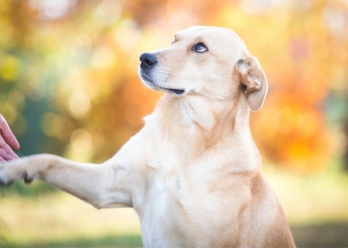 adestrando-um-cao-labrador cao sentado