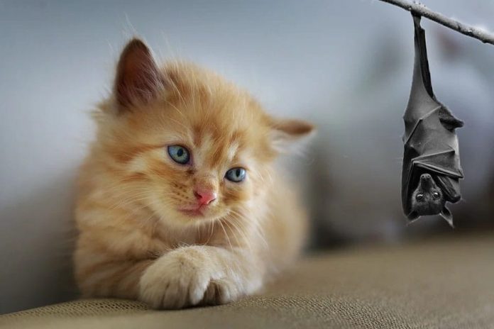 corona-morcegos-gatos-gatos OMS afirma morcegos deram origem ao coronavírus e gatos podem ser contaminados