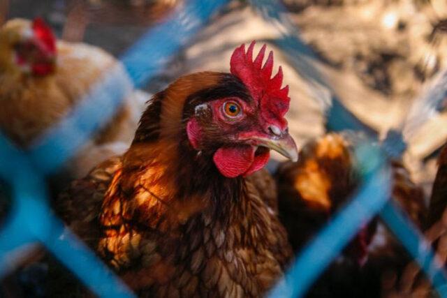China rastreia asas de frango de origem brasileira com positivo para covid-19