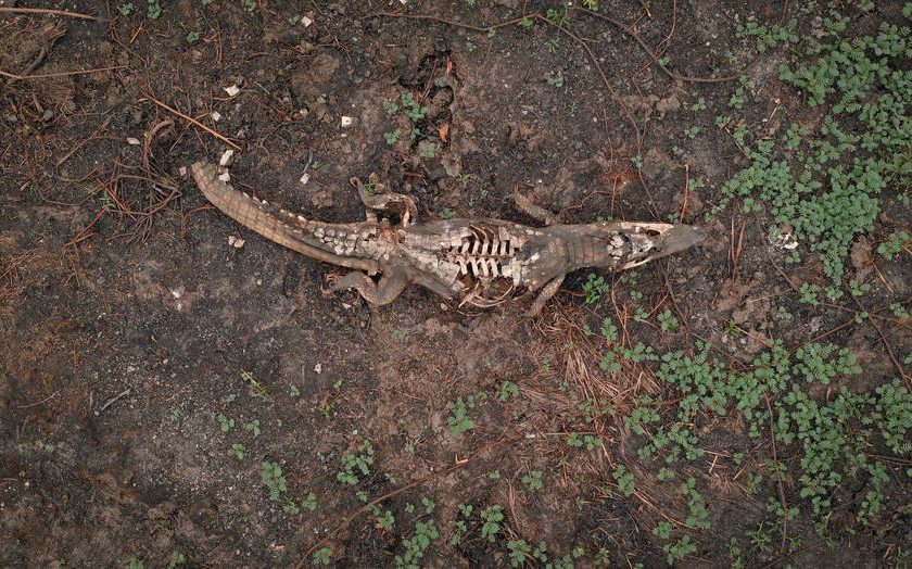 Fotos que comprovam que o Pantanal virou um cemitério de animais queimados a céu aberto