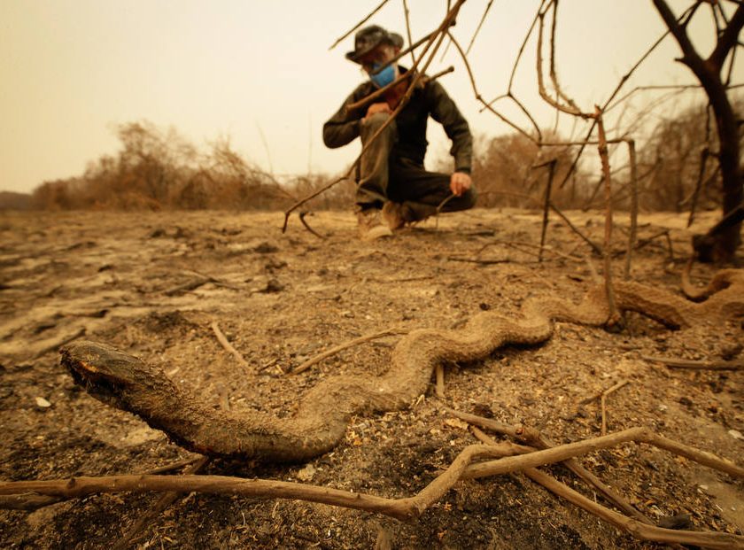 Fotos que comprovam que o Pantanal virou um cemitério de animais queimados a céu aberto