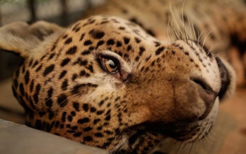 acare morre carbonizado apos agonizar em busca por area verde e humida do pantanal do Mato Grosso 