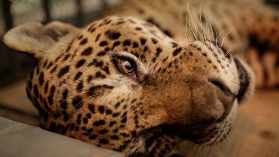 acare morre carbonizado apos agonizar em busca por area verde e humida do pantanal do Mato Grosso