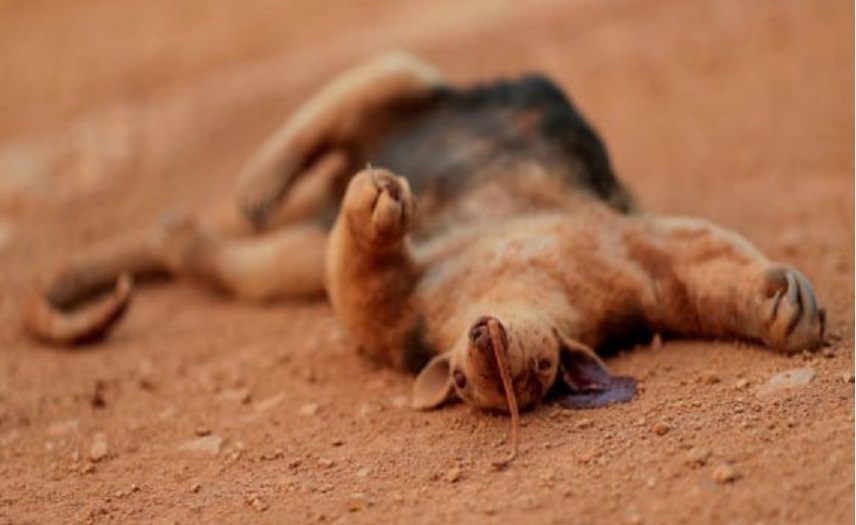 Fotos que comprovam que o Pantanal virou um cemitério de animais queimados a céu aberto