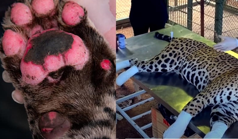 Video Recuperação de ousado, onça pintada que teve patas queimadas