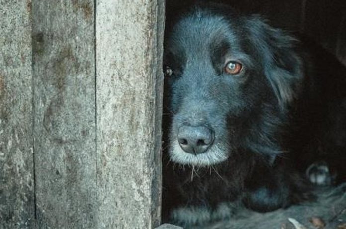 Atropelamento-de-cães-e-gatos-poderá-ter-punições-prevê-projeto-senador-jorge-kajuru Atropelamento de cães e gatos poderá ter punições, prevê projeto