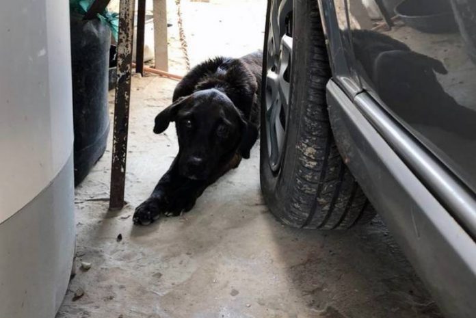 Atropelamento-de-cães-e-gatos-poderá-ter-punições-prevê-projeto-senador-jorge-kajuru-leis Polícia Civil orienta sobre crime de maus-tratos contra animais