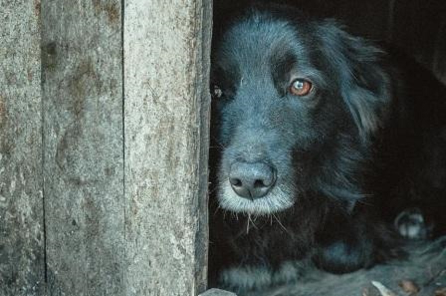 Atropelamento de cães e gatos poderá ter punições, prevê projeto